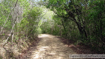 Guanica Dry Forest