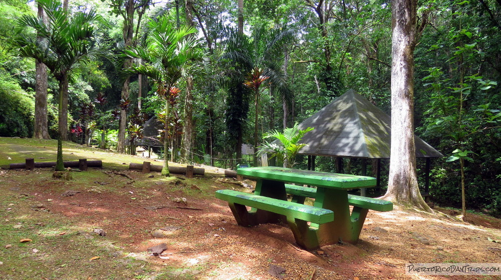 Camping Area in Rio Abajo Forest