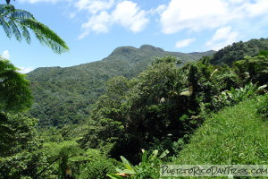 South side of El Yunque National Forest