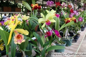 Aibonito Flower Festival
