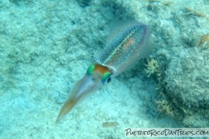 Culebra Snorkeling
