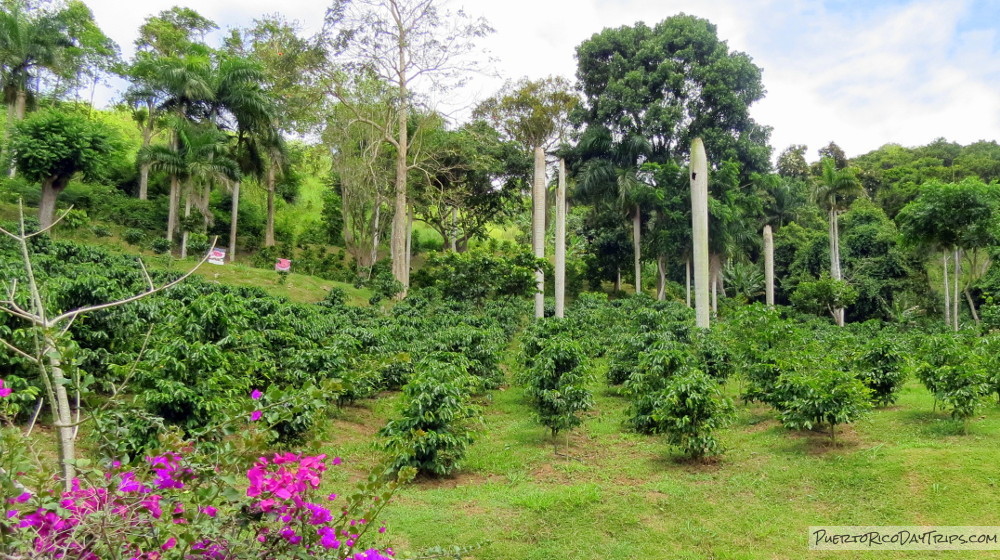 Hacienda Muñoz Coffee Plantation