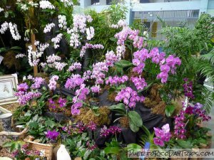 Puerto Rico Orchid Shows