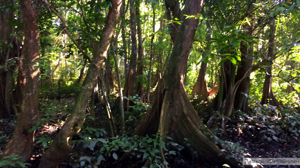 Palmas Pterocaprus Forest