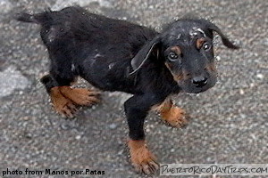 Stray Puppies on the Beach