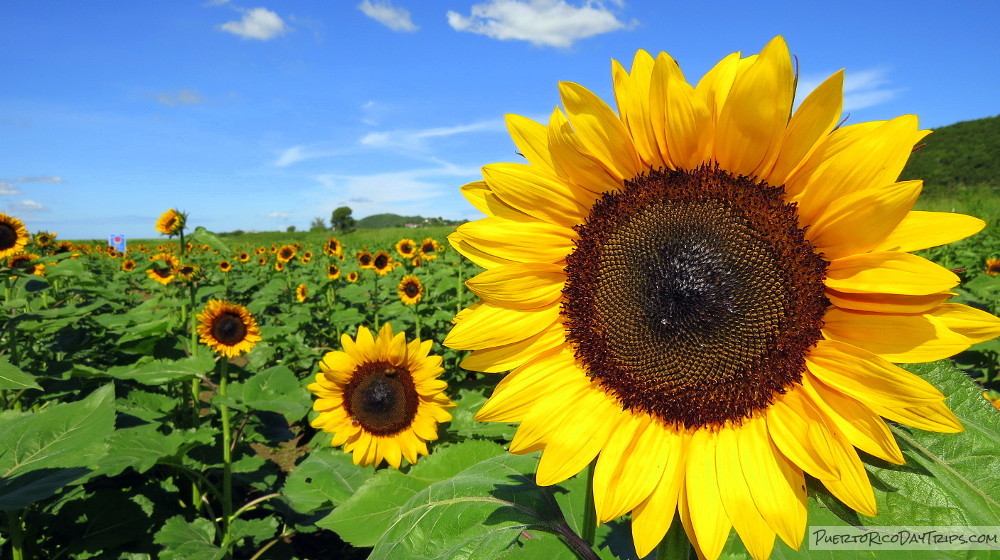 Sunflower Farms