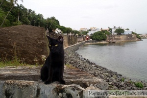 Feral Cats in Old San Juan