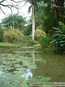 UPR Botanical Garden