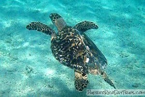 Puerto Rico Sea Turtle
