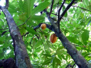 Cacao Tree at TARS