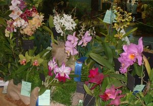 Orchid Display at the Aibonito Flower Festival