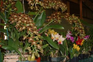 Plant Sales at the Aibonito Flower Festival