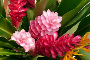 Abonito Flower Festival June 26 thru July 5, 2009 Abonito Flower Festival June 26 thru July 5, 2009