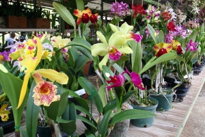 Aibonito Flower Festival