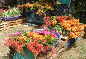 Orchid Vendor in Aibonito