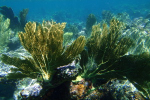 SCUBA Diving on Culebra with Aquatic Adventures