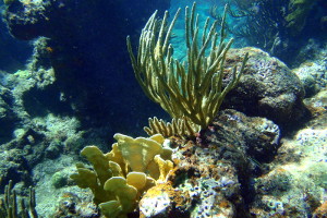 SCUBA Diving on Culebra with Aquatic Adventures