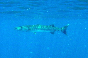 SCUBA Diving on Culebra with Aquatic Adventures