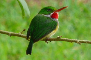 San Pedrito (Puerto Rican Tody)