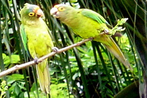 Wild Parakeets