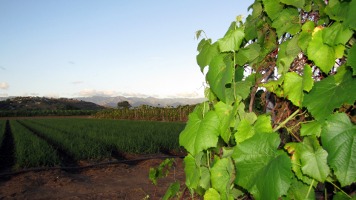 Bodegas Andreu Sole