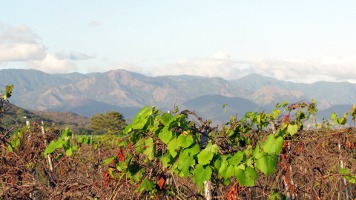 Bodegas Andreu Sole