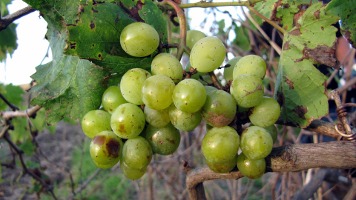 Bodegas Andreu Sole