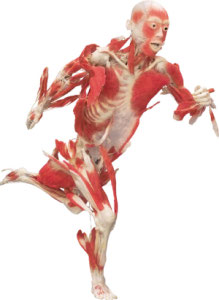 BODIES - Skeletal Muscles