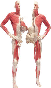 BODIES - Organs, Thorax, Abdomen