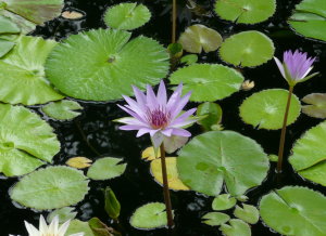 Caguas Botanical Garden