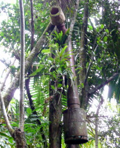 Puerto Rican Parrot Nest Box