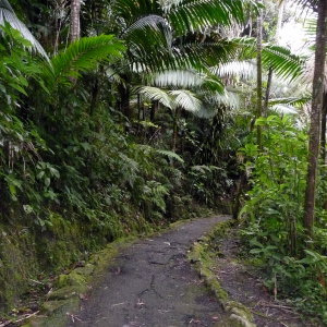Caimitillo Trail