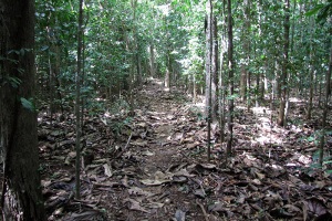 Cambalache Forest MTB Mountain Biking Puerto Rico Day Trips Travel Guide