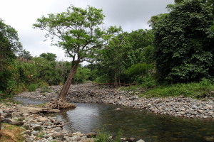 Horseback Riding at Carabali Rainforest Park