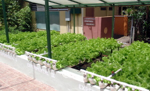 Hydroponics at Casa Pueblo in Adjuntas
