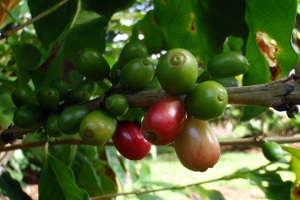 Puerto Rican Coffee Tours