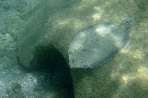 Peacock Flounder