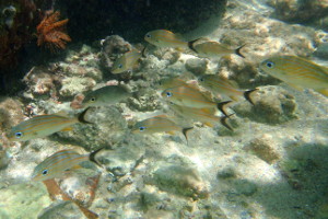 Blue-striped grunts