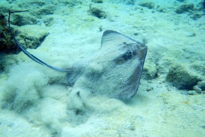 Culebra Snorkeling