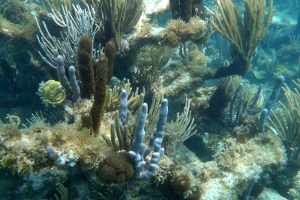Culebra Snorkeling