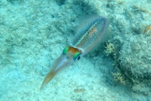 Culebra Snorkeling