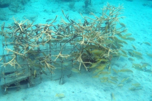 Culebra Snorkeling