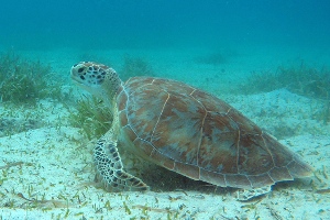 Culebra
