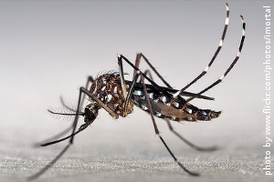 Aedes aegypti mosquito