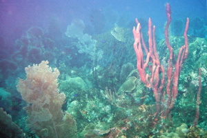 Diving at Desecheo Island