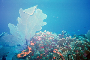 Diving at Desecheo Island