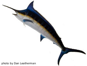 Blue Marlin