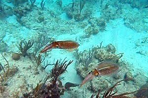 Cuttlefish at Icacos