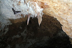 Cueva del Viento in Guajataca Forest