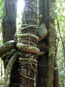 Guajataca Forest Interpretive Trail